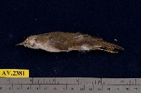 藏品(冠羽畫眉)的圖片